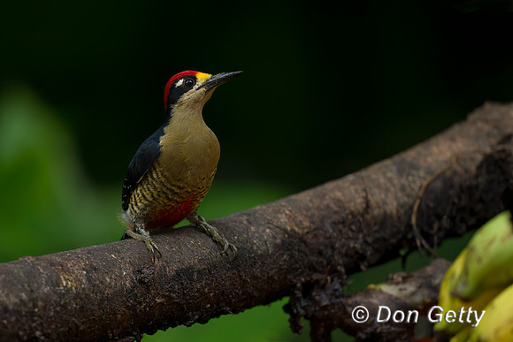 Black-cheeked Woodpecker
