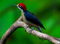 Black-cheeked Woodpecker