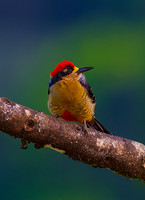 Black-cheeked Woodpecker