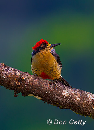 Black-cheeked Woodpecker