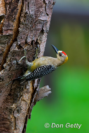 Hoffmann's Woodpecker