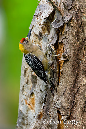 Hoffmann's Woodpecker