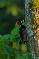 Pale-billed Woodpecker