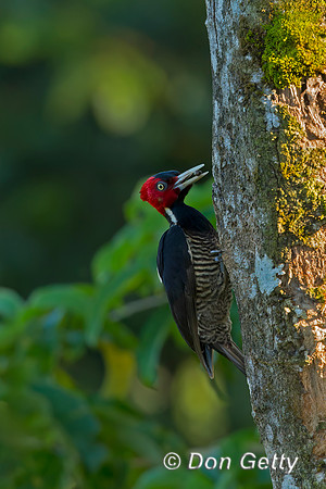 Pale-billed Woodpecker