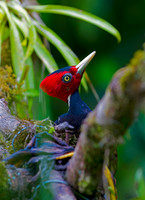 Pale-billed Woodpecker