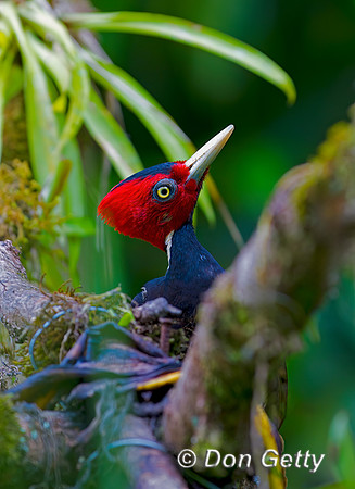 Pale-billed Woodpecker