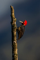 Pale-billed Woodpecker