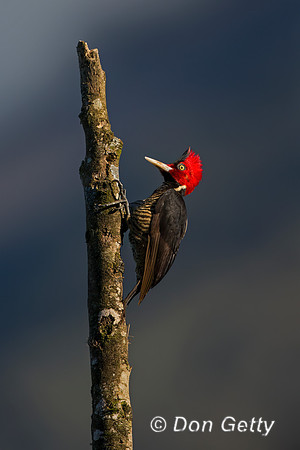 Pale-billed Woodpecker