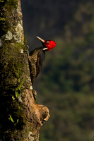 Pale-billed Woodpecker