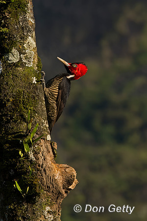 Pale-billed Woodpecker