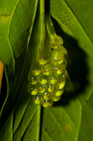 Treefrog Eggs