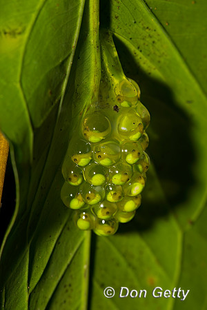 Treefrog Eggs