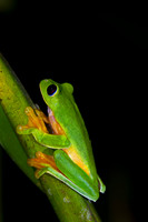 Gliding Tree Frog