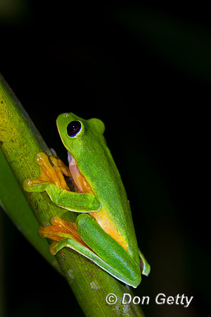 Gliding Tree Frog