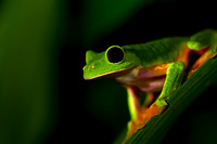 Gliding Tree Frog