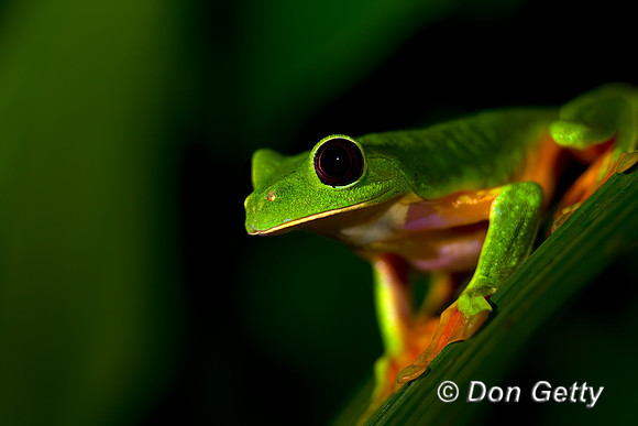 Gliding Tree Frog