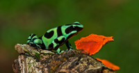 Green and Black Poison Dart Frog