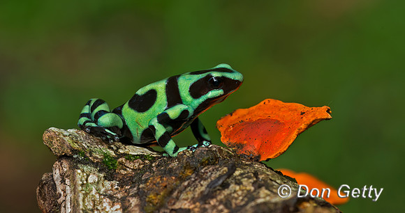 Green and Black Poison Dart Frog