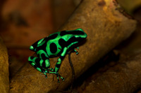 Green and Black Poison Dart Frog