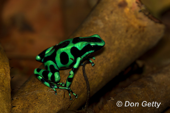 Green and Black Poison Dart Frog