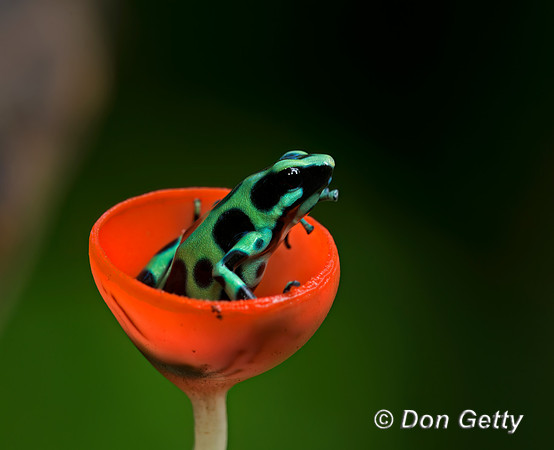 Green and Black Poison Dart Frog