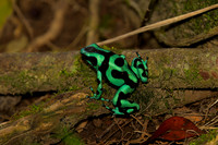 Green and Black Poison Dart Frog