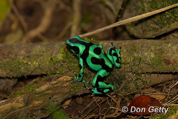 Green and Black Poison Dart Frog