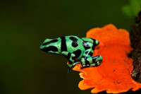 Green and Black Poison Dart Frog