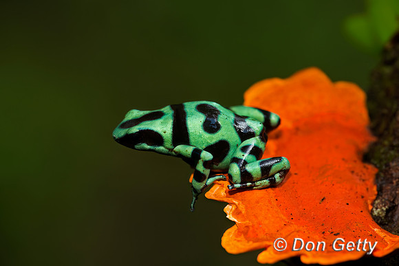 Green and Black Poison Dart Frog