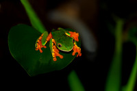 Splendid Leaf Frog