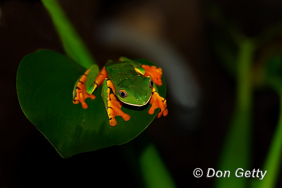 Splendid Leaf Frog