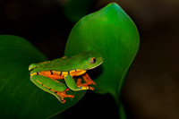 Splendid Leaf Frog