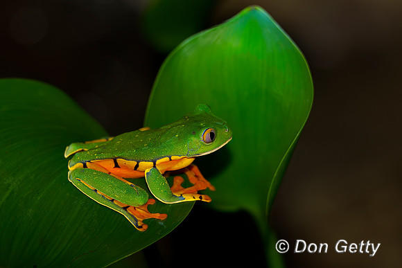 Splendid Leaf Frog