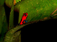 Strawberry poison-dart Frog