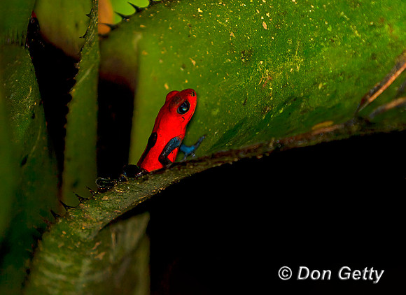 Strawberry poison-dart Frog