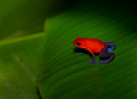 Strawberry poison-dart Frog