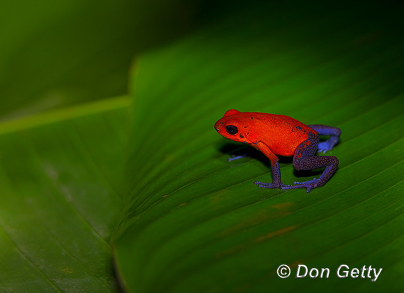 Strawberry poison-dart Frog