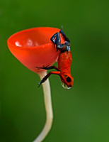 Strawberry poison-dart Frog