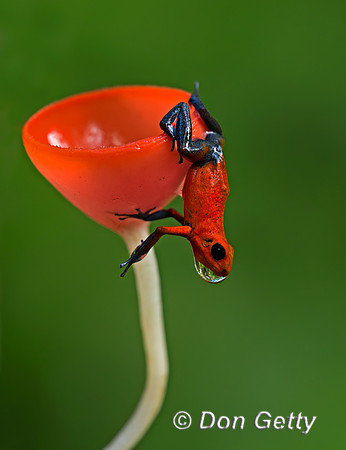 Strawberry poison-dart Frog