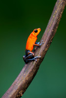 Strawberry poison-dart Frog