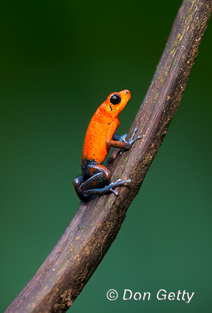 Strawberry poison-dart Frog