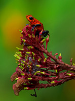 Strawberry poison-dart Frog