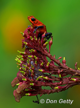 Strawberry poison-dart Frog
