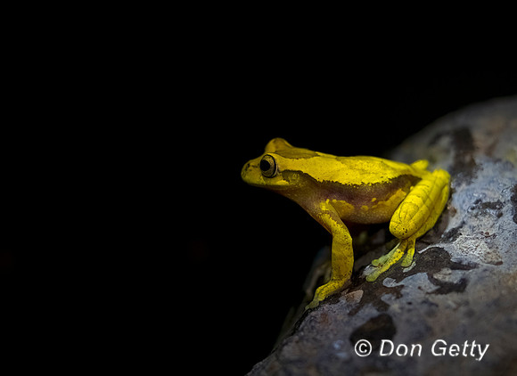 Hourglass Treefrog