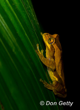 Hourglass Treefrog