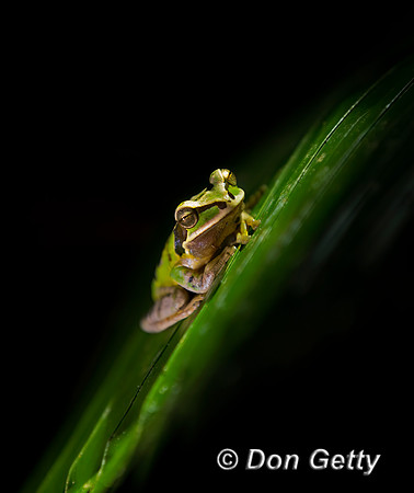 Masked Treefrog
