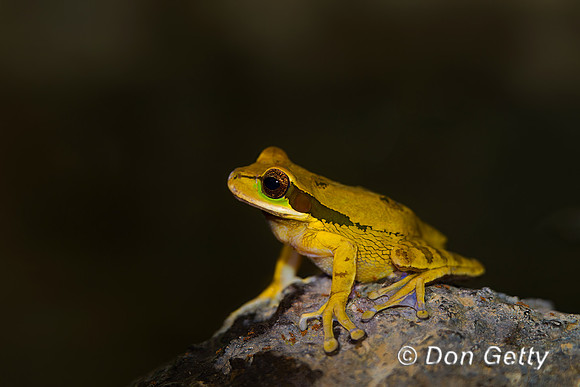 Masked Treefrog