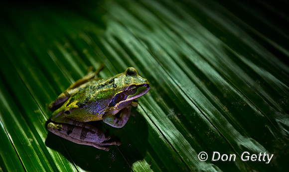 Masked Treefrog