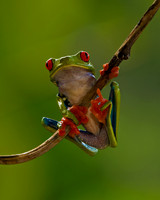Red-eyed Treefrog