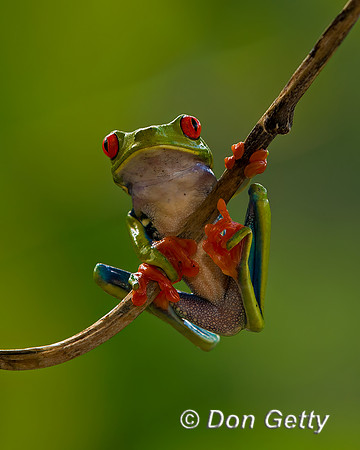 Red-eyed Treefrog